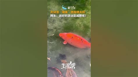 胖錦鯉|【大陸】福氣滿滿！濟南趵突泉網紅「胖錦鯉」悠閒曬太陽